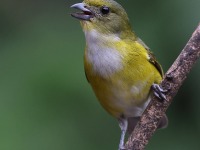 A10A7444Yellow-throated_Euphonia