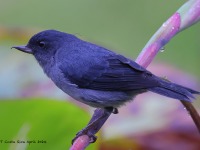 A10A0029Slaty_Flowerpiercer