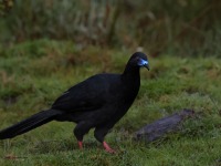 A10A0067Black_Guan