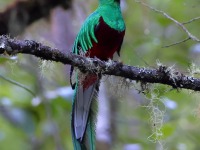 A10A0185Resplendent_Quetzal_TP