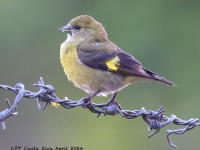 A10A0278Yellow-bellied_Siskin