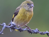 A10A0288Yellow-bellied_Siskin