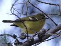 A10A0312Yellow-winged_Vireo