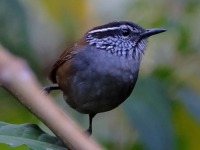 A10A0383Gray-breasted_Wood-wren