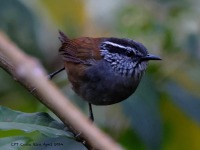 A10A0392Gray-breasted_Wood-wren