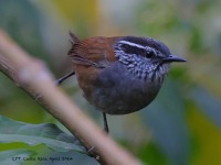 A10A0394Gray-breasted_Wood-wren