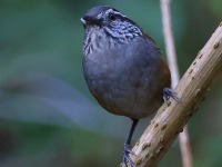 A10A0399Gray-breasted_Wood-wren