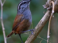 A10A0407Gray-breasted_Wood-wren