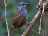 A10A0411Gray-breasted_Wood-wren