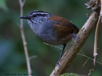 A10A0418Gray-breasted_Wood-wren
