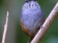 A10A0468Gray-breasted_Wood-wren