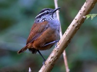 A10A0481Gray-breasted_Wood-wren