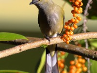 A10A0490Long-tailed_Silky-flycatcher