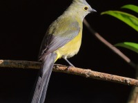 A10A0508Long-tailed_Silky-flycatcher