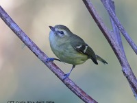 A10A0530Yellow-winged_Vireo