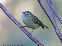 A10A0530Yellow-winged_Vireo