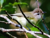 A10A0551Brown-capped_Vireo