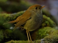 A10A0601Ruddy-capped_Nightingale-thrush