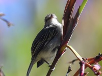 A10A0810Mistletoe_Tyrannulet