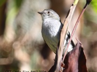 A10A0813Mistletoe_Tyrannulet