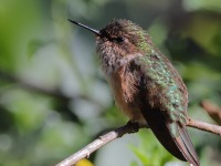 A10A0821Volcano_Hummingbird