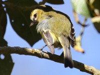 A10A0852Yellow-winged_Vireo