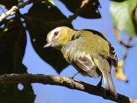 A10A0855Yellow-winged_Vireo