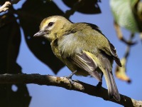 A10A0862Yellow-winged_Vireo