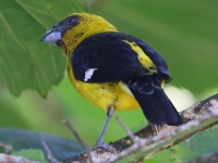 A10A0906Black-thighed_Grosbeak