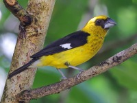 A10A0910Black-thighed_Grosbeak