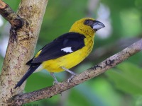 A10A0932Black-thighed_Grosbeak