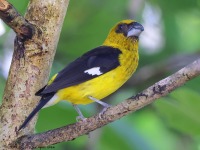 A10A0938Black-thighed_Grosbeak