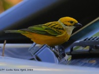 A10A0961Silver-throated_Tanager