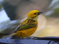 A10A0970Silver-throated_Tanager