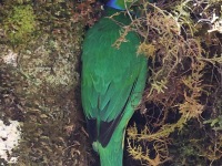 A10A1000Golden-browed-Chlorophonia
