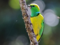 A10A1006Golden-browed-Chlorophonia