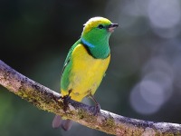 A10A1024Golden-browed-Chlorophonia