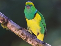 A10A1031Golden-browed-Chlorophonia