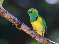 A10A1034Golden-browed-Chlorophonia