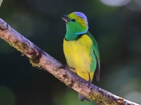 A10A1044Golden-browed-Chlorophonia