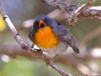 A10A1240Flame-throated_Warbler