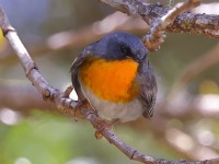 A10A1247Flame-throated_Warbler