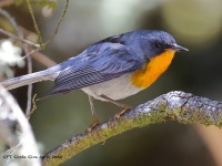 A10A125.Flame-throated_Warbler