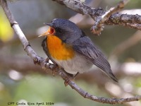 A10A1253Flame-throated_Warbler