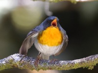A10A1260Flame-throated_Warbler