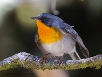 A10A1265Flame-throated_Warbler