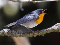 A10A1267Flame-throated_Warbler