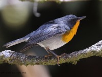 A10A1269Flame-throated_Warbler