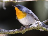 A10A1280Flame-throated_Warbler