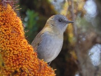 A10A1298Black-billed_Nightingale-Thrush